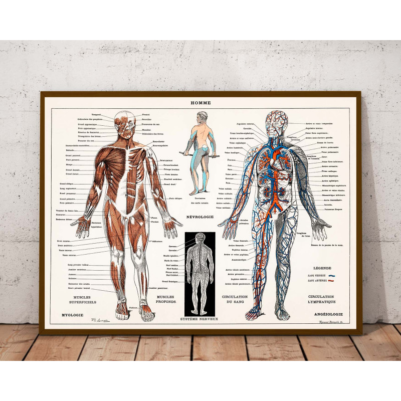 Plakat anatomiczny „Układ nerwowy i mięśniowy”