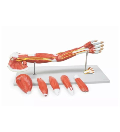 Model mięśni kończyny górnej Erler Zimmer | Nauka anatomii.