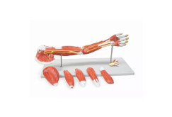 Model mięśni kończyny górnej Erler Zimmer | Nauka anatomii.