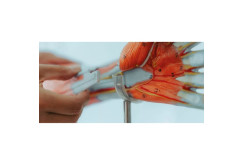 Model mięśni kończyny górnej Erler Zimmer | Nauka anatomii.