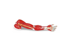 Model mięśni kończyny górnej Erler Zimmer | Nauka anatomii.