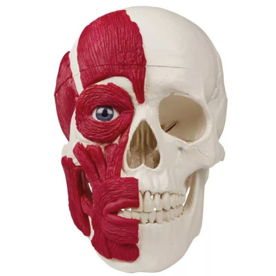 Czaszka z Mięśniami Erler Zimmer 4514 – model anatomiczny Premium
