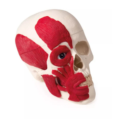 Czaszka z Mięśniami Erler Zimmer 4514 – model anatomiczny Premium
