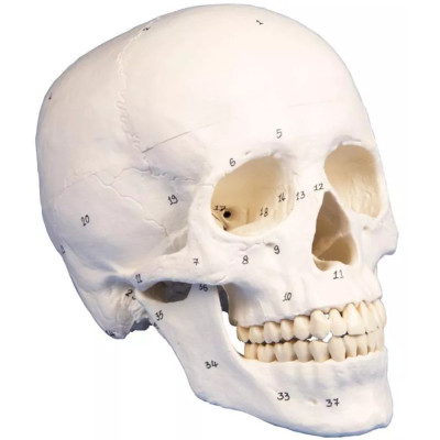 Czaszka Dorosłego Człowieka Model 3-częściowy Erler Zimmer 4505