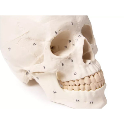 Czaszka Dorosłego Człowieka Model 3-częściowy Erler Zimmer 4505