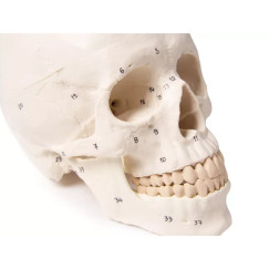 Czaszka Dorosłego Człowieka Model 3-częściowy Erler Zimmer 4505