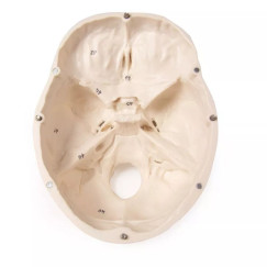 Czaszka Dorosłego Człowieka Model 3-częściowy Erler Zimmer 4505