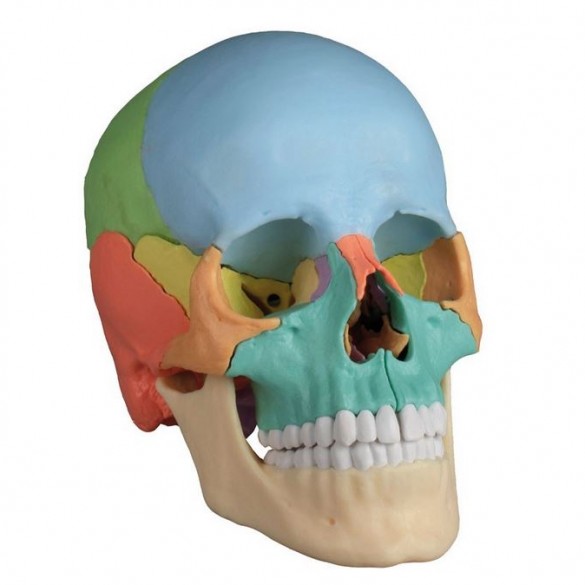 model anatomiczny czaszka 22 elementów Erler Zsimmer